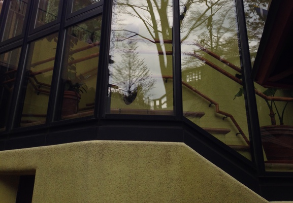 Reflection of a tree.