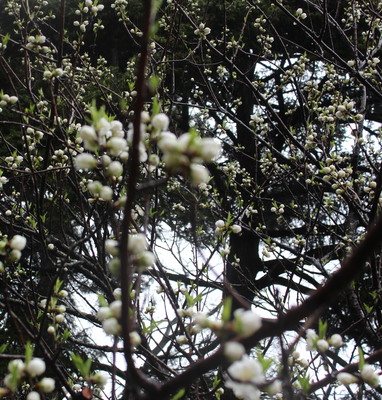 Blossoms preparing to bloom.