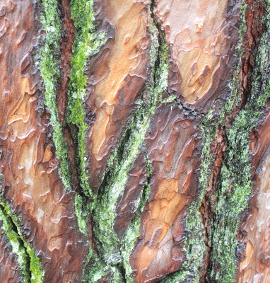 Moss working its way into a tree.