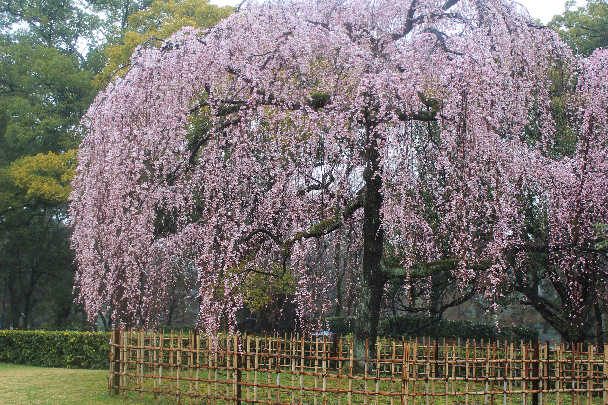 A huge and beautiful plum blossom tree.