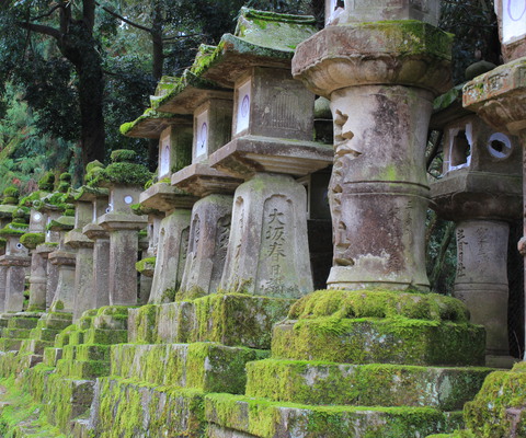 These line the 800m pathway up.