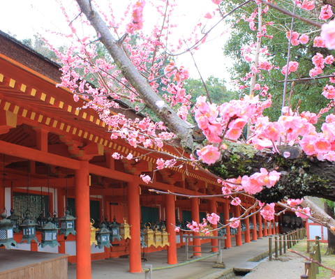 Within the shrine sat this beautiful plum blossom.
