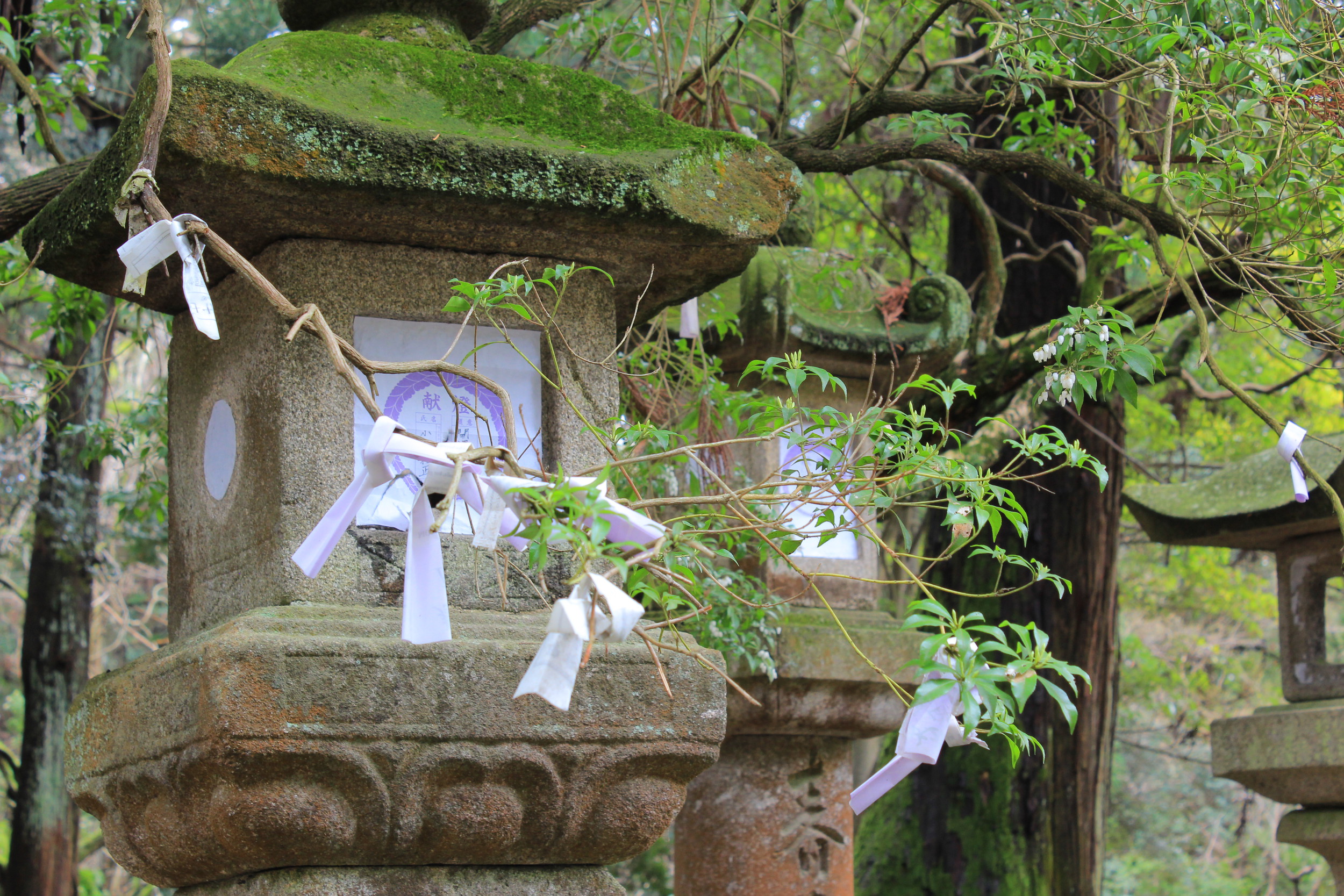 Prayers tied to trees.