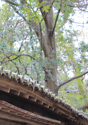 On the way to the shrine, we spotted this rooftop.