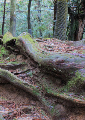 Gnarled tree roots.