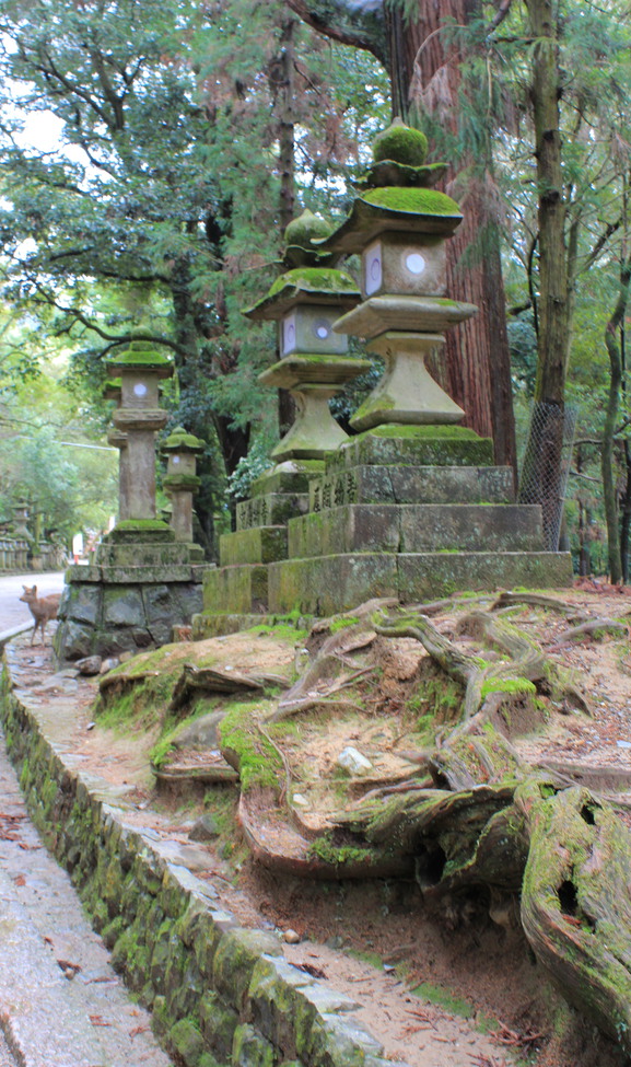 Roots stop at the lanterns.