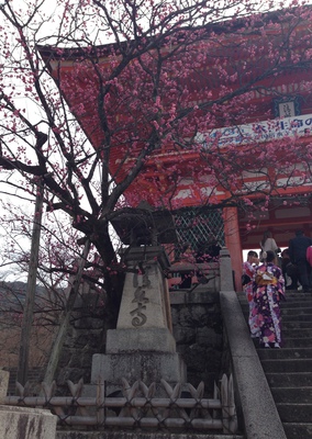 A blooming plum blossom greets visitors.
