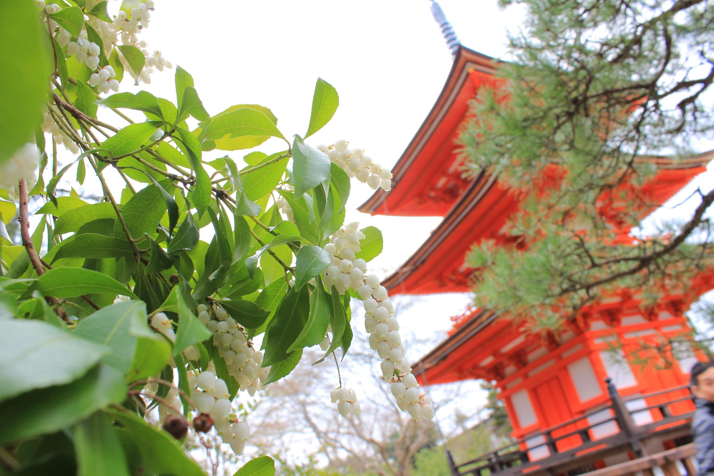 Japan - Kyoto