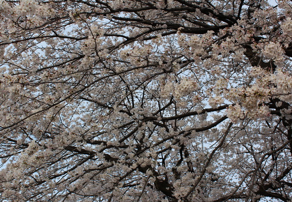 Cherry blossoms in bloom.