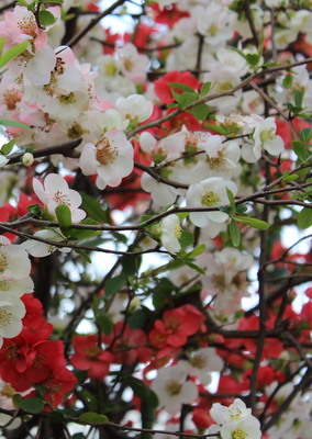 Wild flowers on the side of the road.