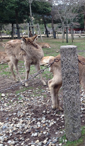 Deer chewing on chains.