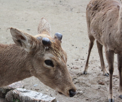 Every year, they cut the antlers off all deer, making them safe for tourists.
