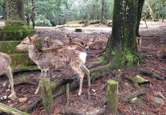 Deer chew down everything green, so they fence off some to grow before unleashing the deer on them.