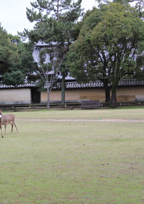 This couple was doing an engagement shoot, but more and more deer kept approaching them.