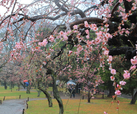 Down the plum blossom path.