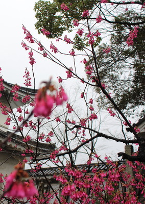 A close up of the blossoms.