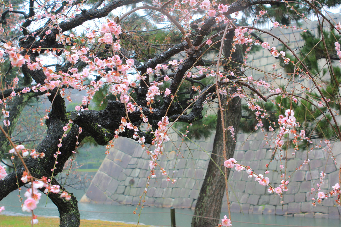 Plum blossoms around the castle moat.
