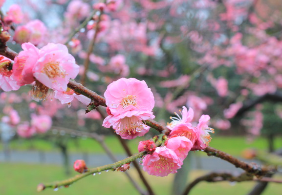 Close up of a plum blossom.
