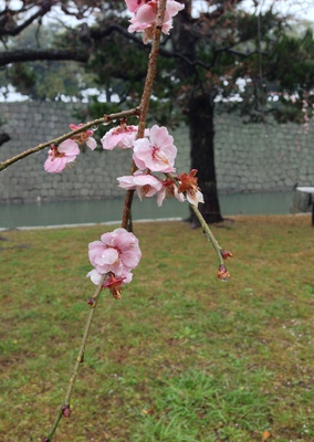 A single plum blossom branch.
