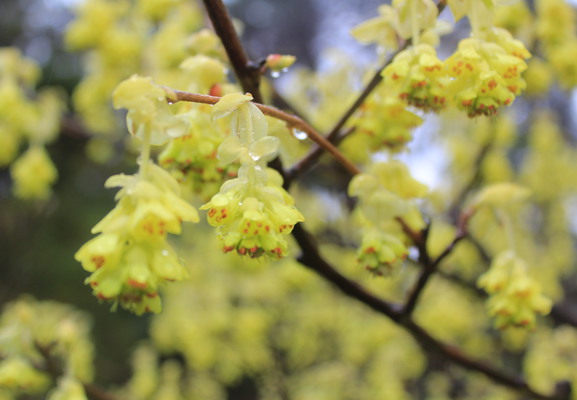 Close up of a yellow flower.