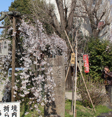 A very old cherry blossom tree at the a shrine.