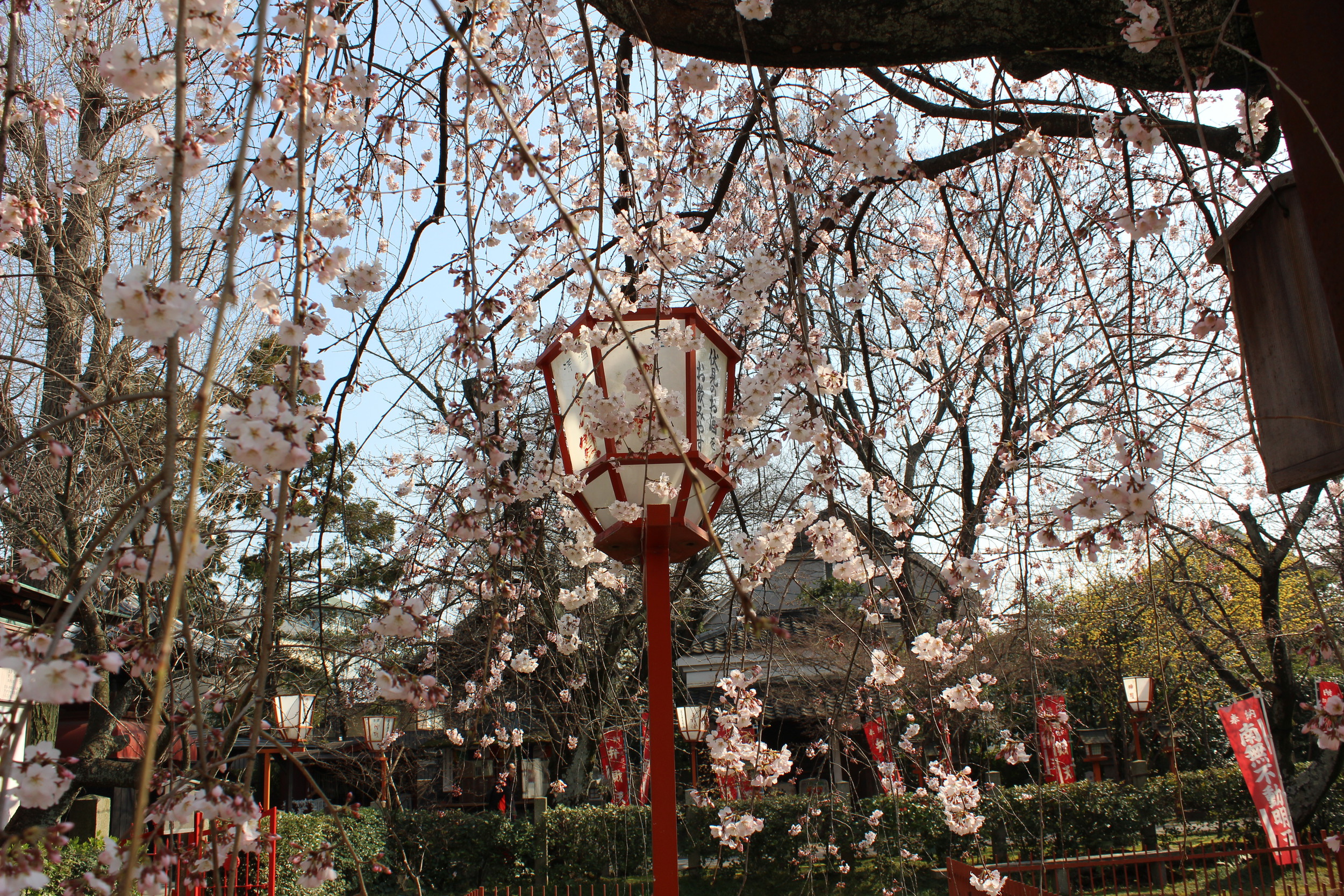 The first cherry blossoms spotted in the wild.