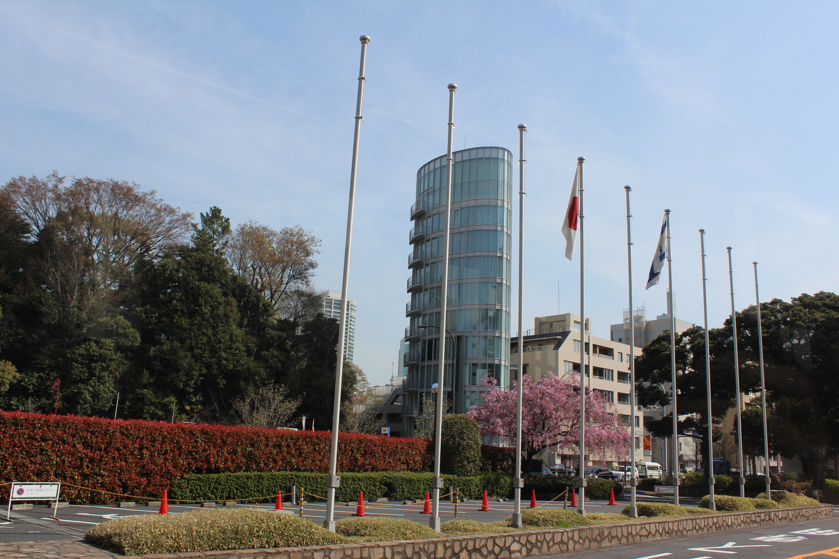 A beautiful cherry blossom in front of our hotel.