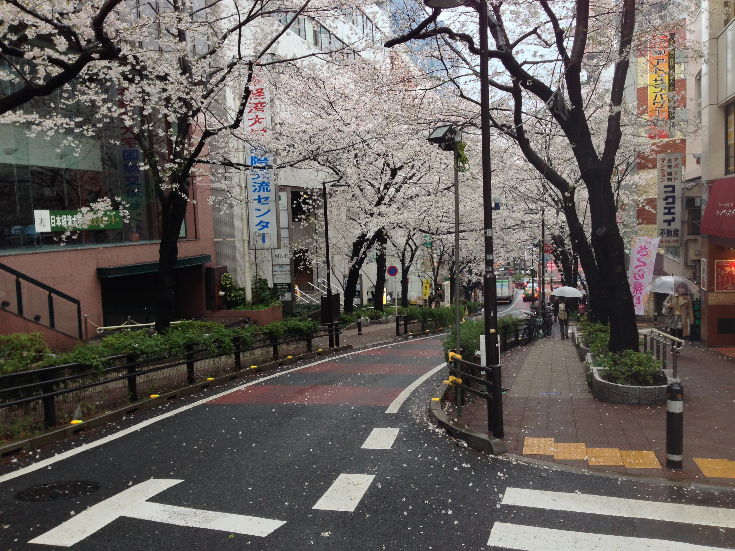 A cherry blossom lined street in South Shibuya.