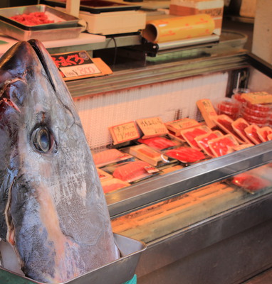 2 foot large fish head.