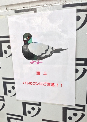 Pigeon sign.