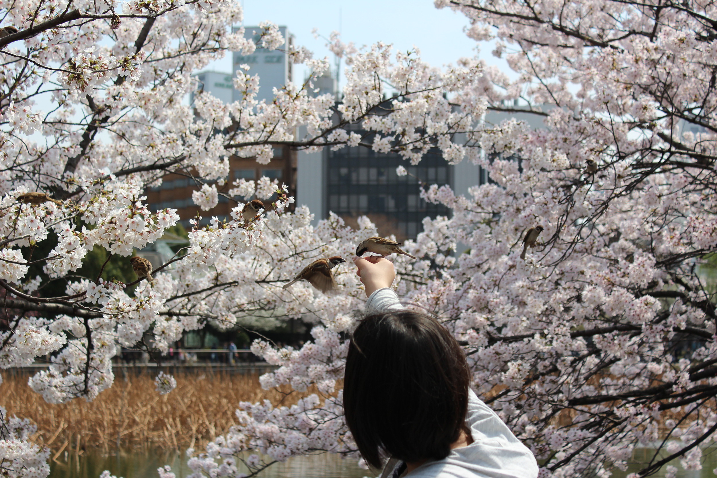 Japan - Tokyo