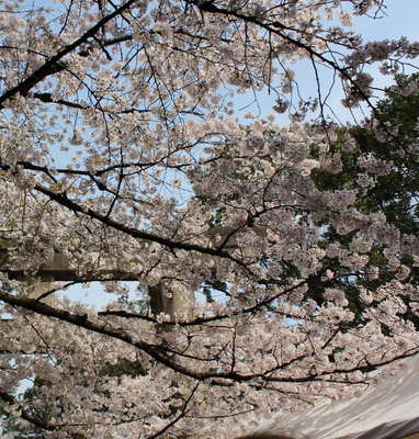 Gate with blossoms.