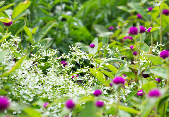 Montreal--gardens-s032-r2