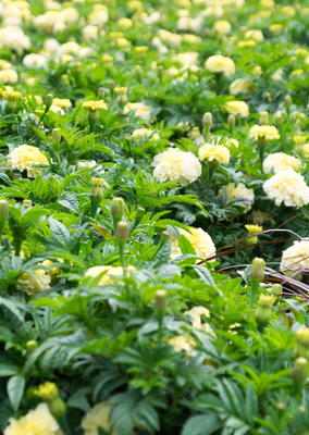 Montreal--gardens-s034-r2