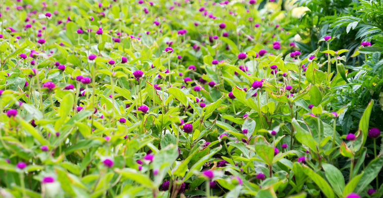 Montreal--gardens-s035-r3