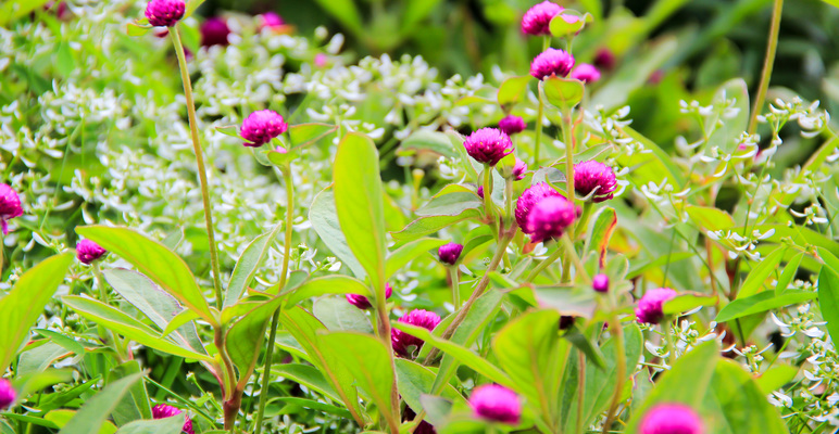 Montreal--gardens-s056-r3