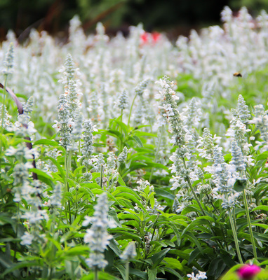 Montreal--gardens-s057-r3