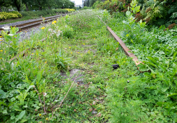 Montreal--gardens-s074-r3