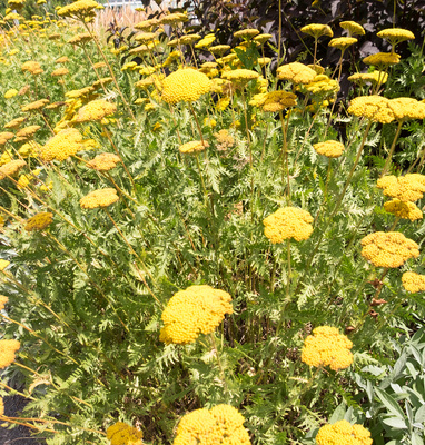 Montreal--gardens-s076-r3