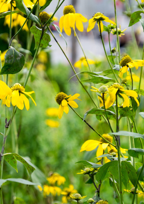 Montreal--gardens-s077-r2