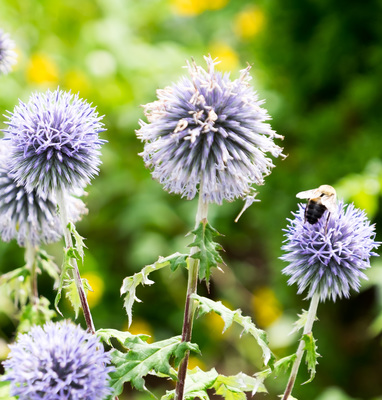 Montreal--gardens-s080-r3