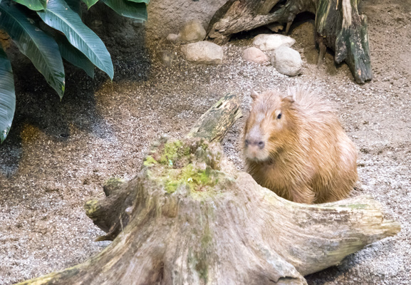 Montreal--inside-s090-r2