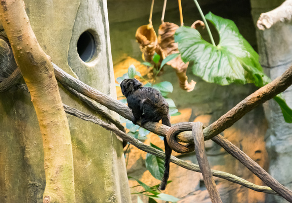 Montreal--inside-s096-r3