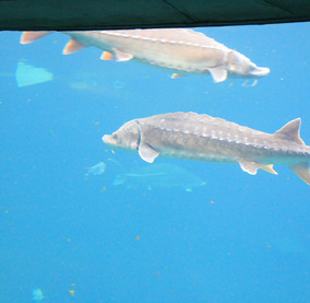 Montreal--inside-s113-r3