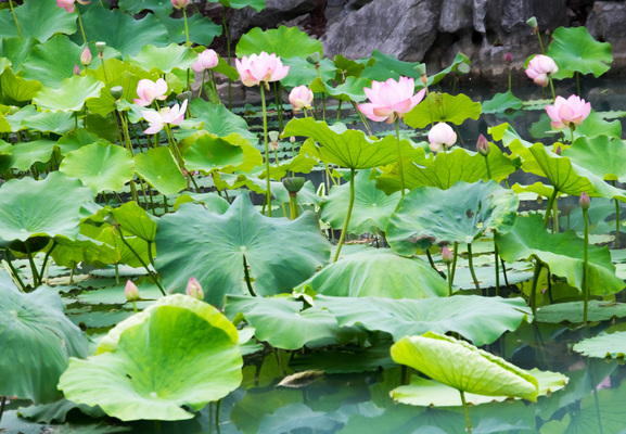 Montreal--montreal_botanical_garden-s100-r3