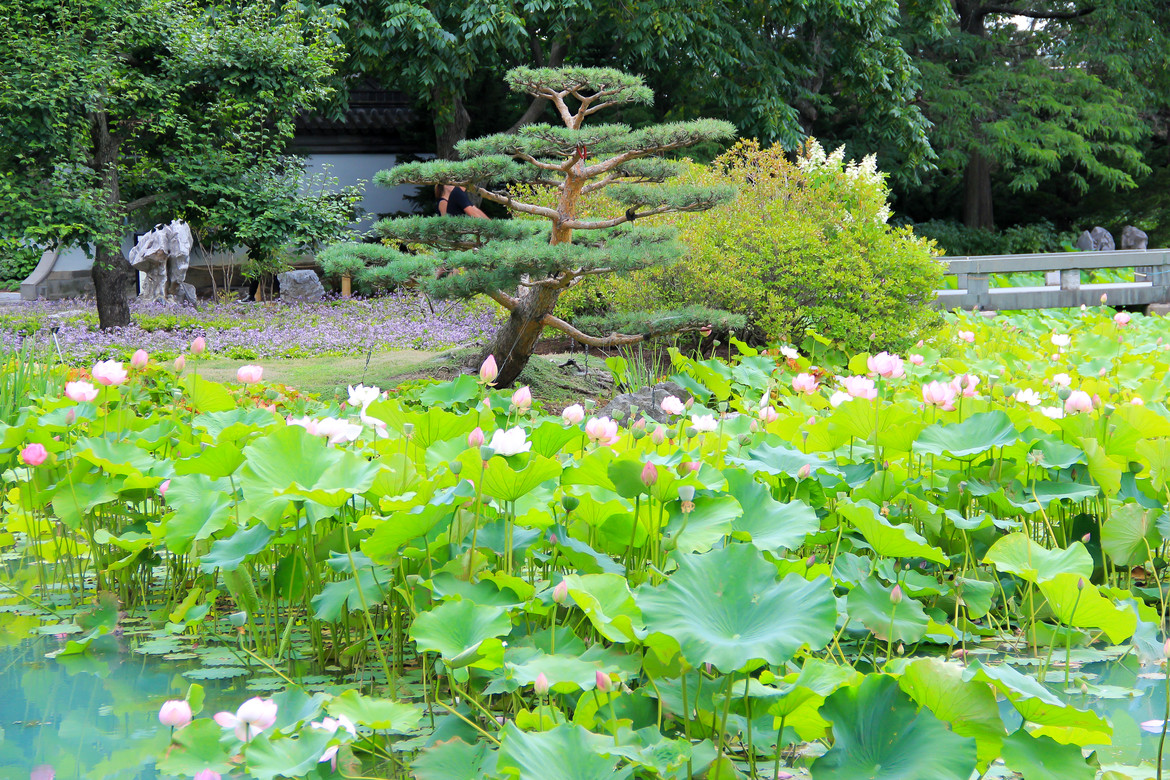 Montreal--montreal_botanical_garden-s115-r5