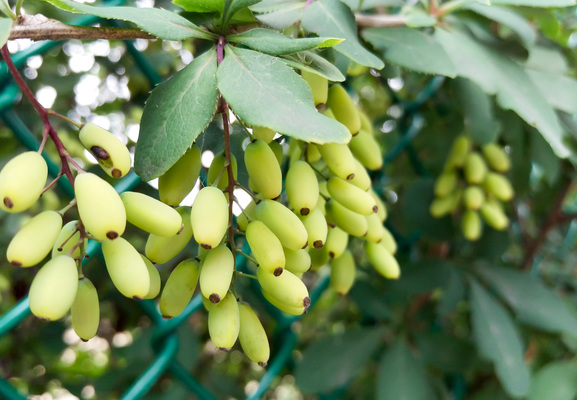 Montreal--trip_up-s023-r2