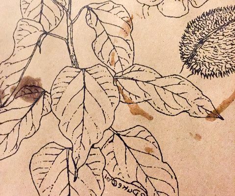 Panama--manolo-caracol-013