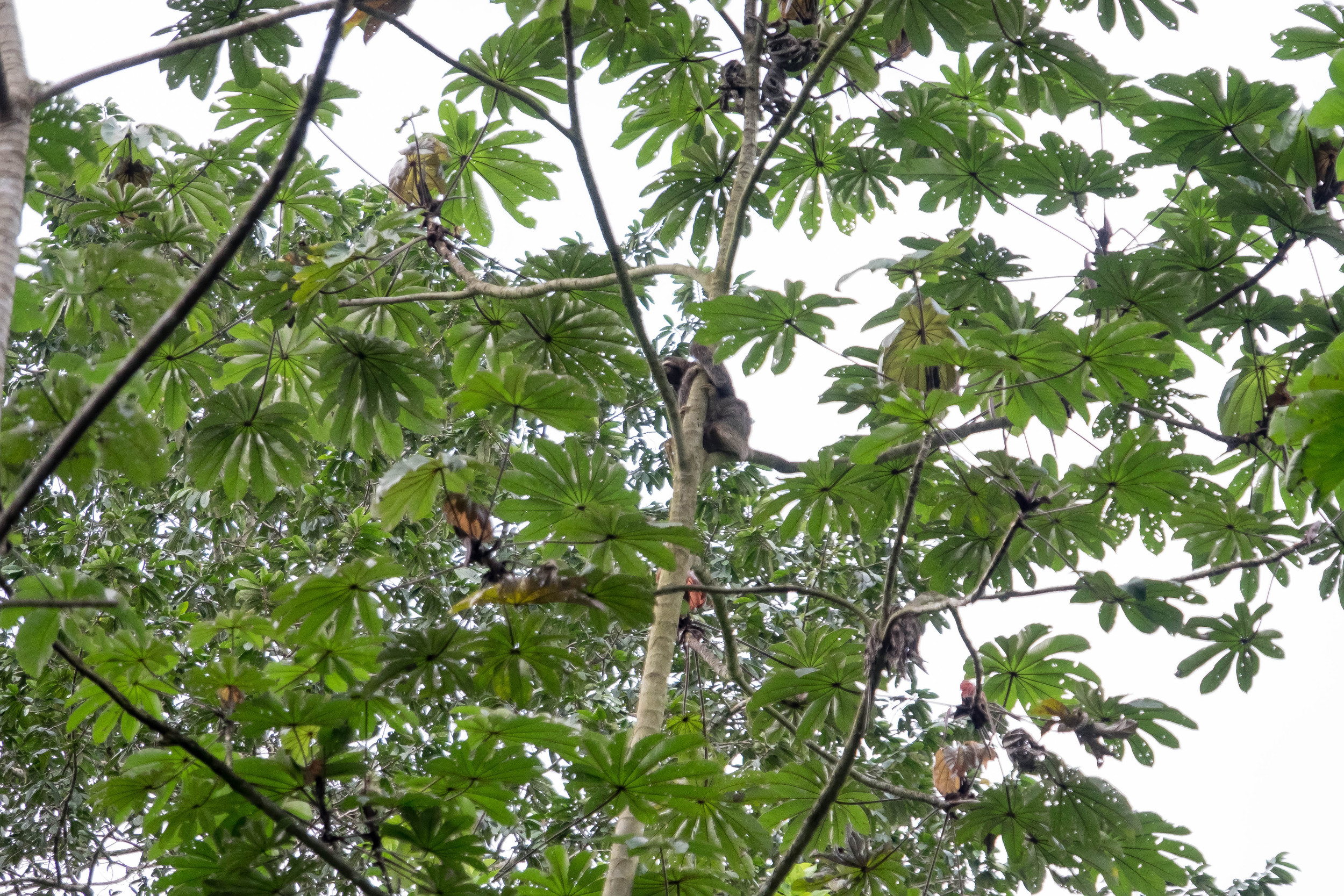 Panama - Rainforest & Takeaways