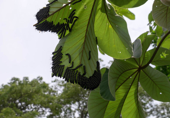 Panama--around_the_fort-s076-r2